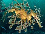 Leafy Seadragon at Rapid Bay Jetty