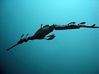 Weedy Seadragon