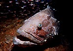 Big grouper under wreck