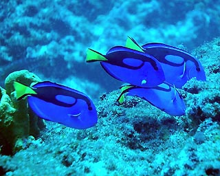 Indo-Pacific Blue Tang