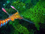 Weedy Seadragon, Phyllopteryx taeniolatus