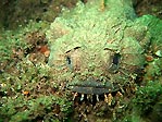 Eastern Frogfish, Batrachomoeus dubius - close-up