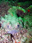 Eastern Frogfish, Batrachomoeus dubius - close-up