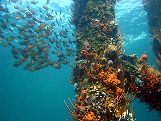 Under Busselton Jetty