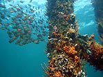 Under Busselton Jetty