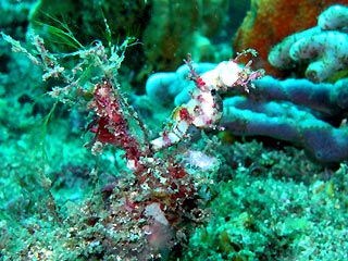 Sydney's' Pygmy Pipehorse