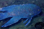 Western Blue Devil (Paraplesiops meleagris)