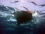 Manta Ray