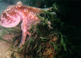 Octopussy