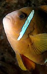 Anemonefish I