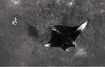 Manta Ray, Scuba Diver Australasia