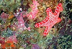 Starfish