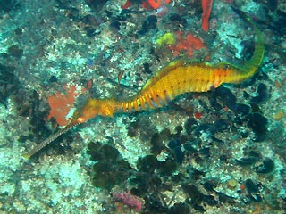 Weedy Seadragon