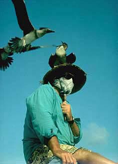 Fearless Booby Birds, Walter Starck, Golden Dolphin