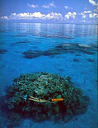 Calm Day in the Coral Sea, Walter Starck, Golden Dolphin