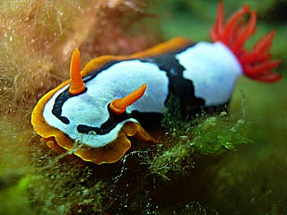 Western Nudi