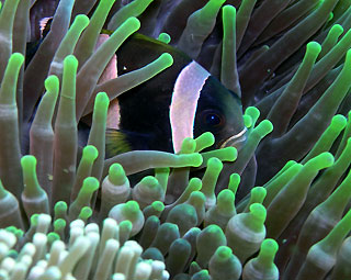 Anemone Fish