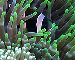 Anemone Fish