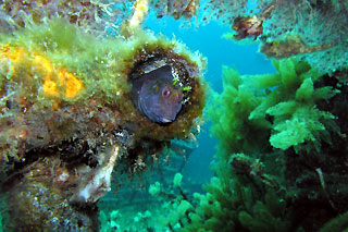 Comical Blenny