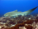 Leopard Shark, Julian Rocks at Byron Bay