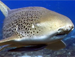 Leopard Shark, Julian Rocks at Byron Bay