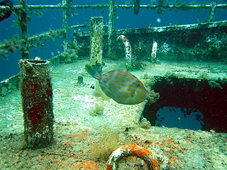 Mosaic Leatherjacket on the Lena