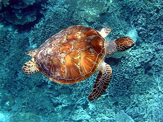 Green Turtle