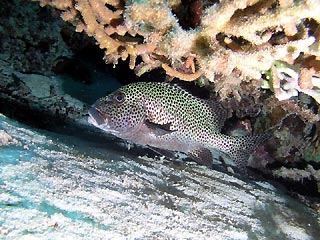 Spotted Sweetlips