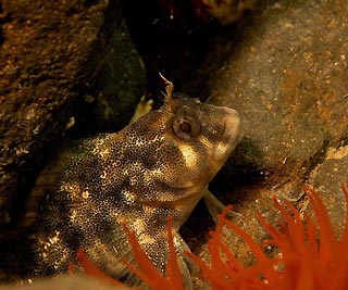 Cute Blenny