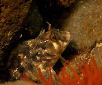 Cute Blenny