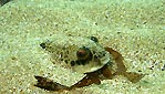 Toadfish