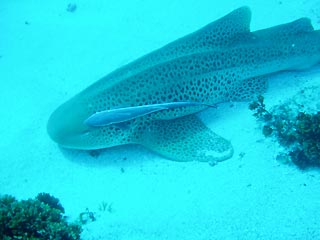 Leopard Shark