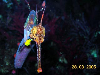 Weedy Seadragon