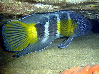 Eastern Blue Devil