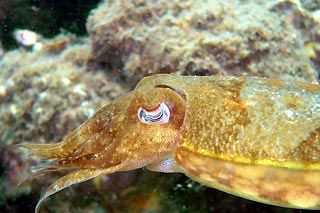 Cuttle