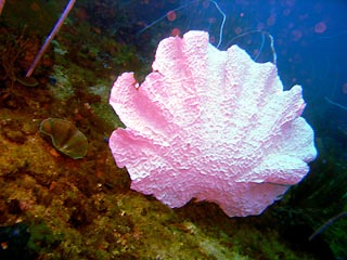 Coral