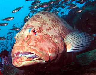 Yongala Trout