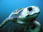 Loggerhead Turtle