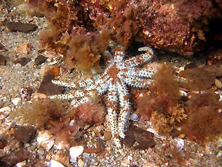 Seastar at Rapid Bay