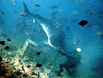 Tiger Shark. Shark feeding Fiji