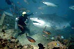 Tiger Shark. Shark feeding Fiji