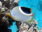 Saddled Butterflyfish (Chaetodon ephippium), Cocos (Keeling) Islands