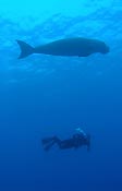 Karen and dugond KAT, Cocos (Keeling) Islands