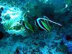 Fiji Bannerfish