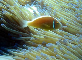 Pink Anemonefish