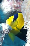 Bicolor Angelfish