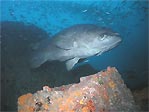 Queensland Grouper at Wolf Rock