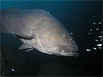 Queensland Grouper at Wolf Rock