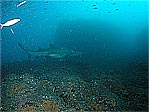 Grey Nurse Shark at Wolf Rock