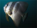 Tall-fin Batfish (Platax teira)  at Julian Rocks, Byron Bay